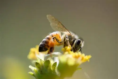 Tamron 90 мм Macro с Nikon Z7