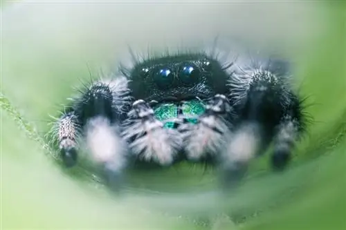 Макрофотография паука-прыгуна с объективом Laowa, не адаптированным к процессору, адаптером Nikon FTZ