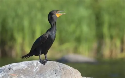 Двугребенный баклан