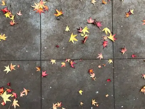 Изображение JPEG, отредактированное с помощью приложения iPhone по умолчанию