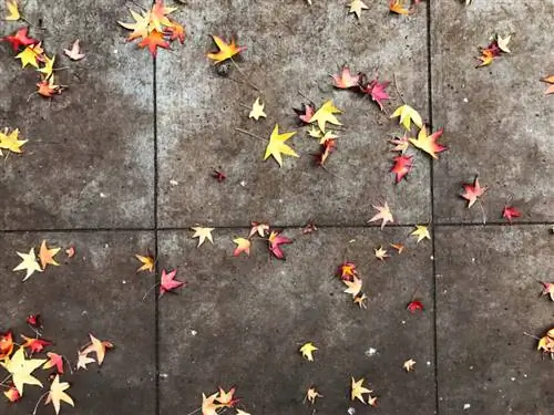 iPhone 7 Plus @ 3,99 мм, ISO 20, 1/180, f/1,8 - изображение JPEG, отредактированное с помощью Snapseed