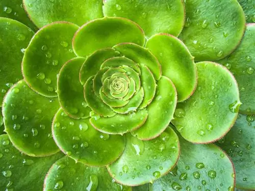 Фотография на мобильный телефон крупным планом-1