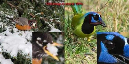 02-Робин и Грин Джей