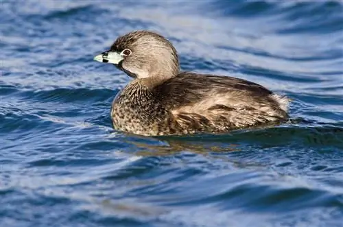 03-Пёстрая поганка