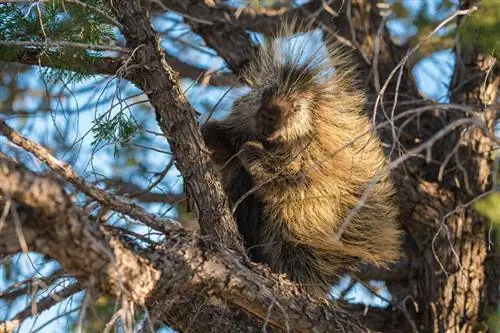 04-Дикобраз на дереве