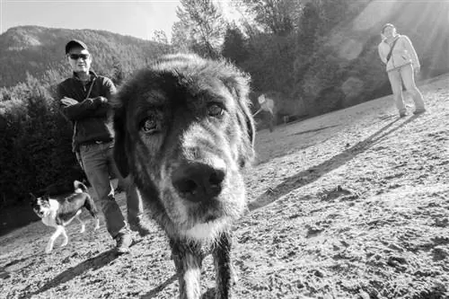 Щенячий поцелуй