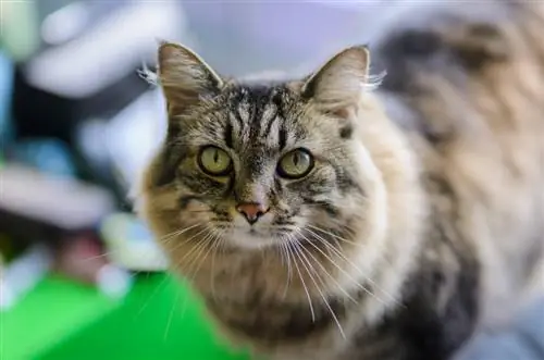 Фотография кота на большой диафрагме