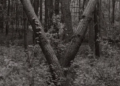 Фотографируем что-то, пока оно не исчезло