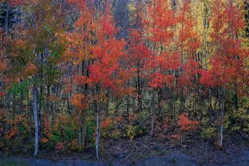 Ручная фотография красных осин, сделанная за 0,3 секунды