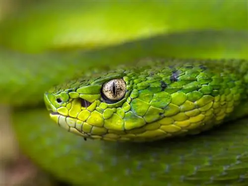 Palm Pit Viper, которую я сфотографировал с помощью диффузора, фотографируя герпеса Bothriechis Lateris.