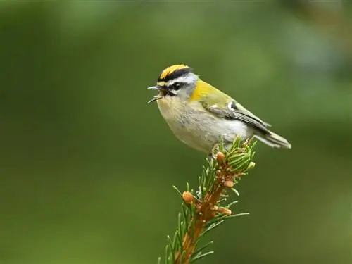 Обычный Firecrest_Nikon Z9