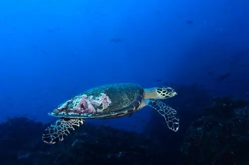 Морская черепаха Хоксбилла под водой на Галапагосских островах