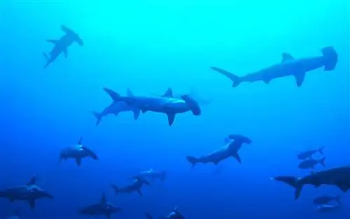 10 советов по подводной фотографии для начинающих