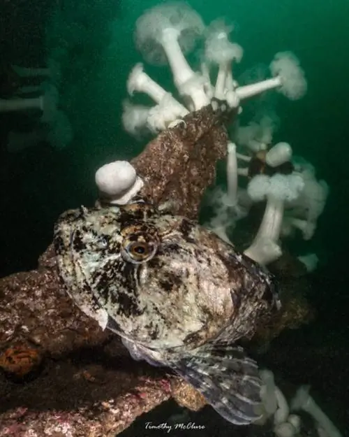 Олимп Тг-6 с да и морскими вспышками широкоугольная подводная фотография дешевая подводная съемка