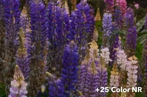 Цветочная фотография +25 цветов NR