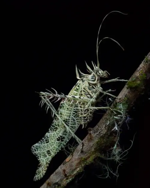 Фотография Lichen Katydid, сделанная Николасом Хессом в облачном лесу Коста-Рики.