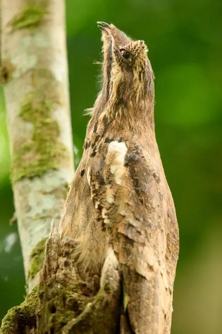 Длиннохвостый Potoo_02_2x TC