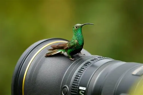 Nikon Z 400mm f/2.8 TC VR S против 400mm f/4.5 VR S