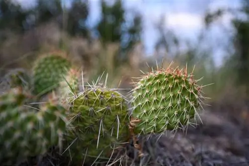 Нервное боке Объектив Nikon Z 14-24mm f2.8 S