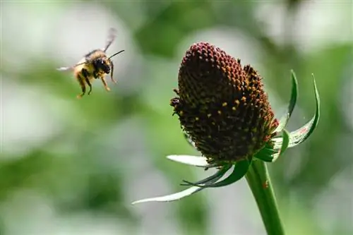 Предварительная версия Nikon Z9 Burst Bee Flying Macro Photo