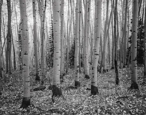 11x14 Фото стволов осины