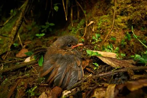 Рыжий Antpitta_Chick