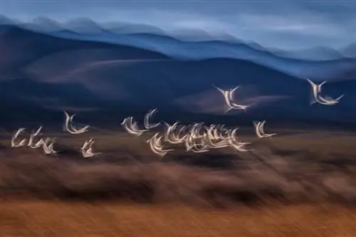 Sbow Geese_Йиржи Гржебичек
