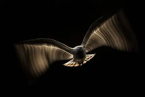 Firewings_Иржи Гржебичек