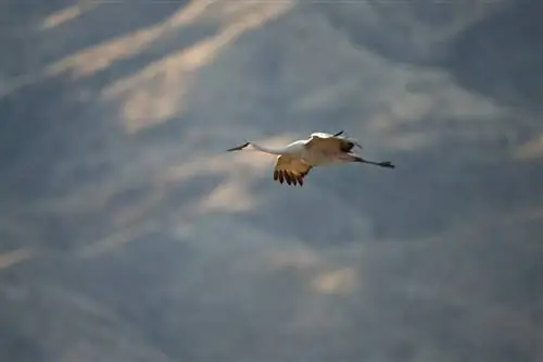 Sharp Sandhill Crane Nikon Z7 800mm f6.3 VR S PF