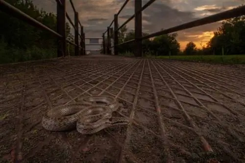 Гладкая змея Гладкая змея