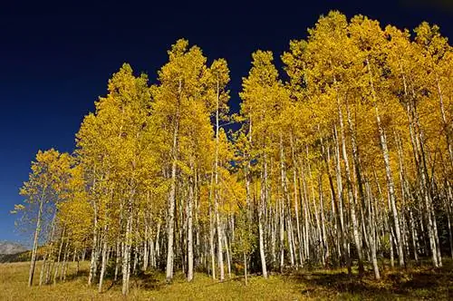 Крайний случай поляризации