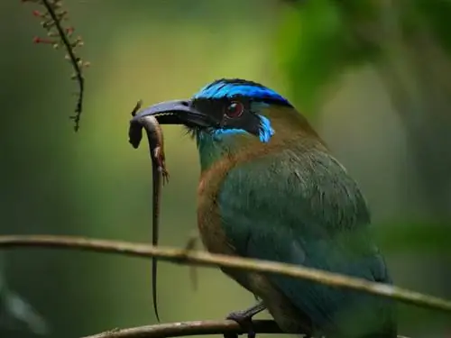 Мот мот ест ящерицу, я использовал одноточечный автофокус