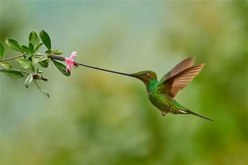 Меченосый колибри_04