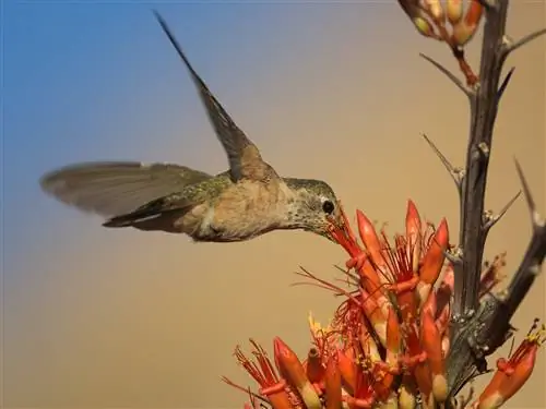 13 советов по фотографии дикой природы для начинающих