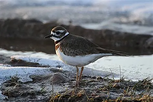 Чрезмерно резкое изображение