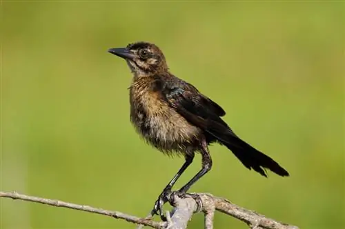 Как правильно повысить резкость изображений в Lightroom