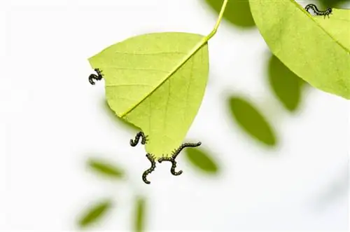 Детские гусеницы