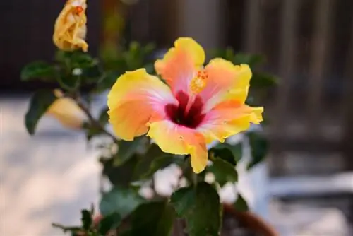 Макрообъектив Nikon AI-S