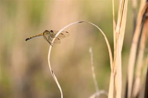 Фотография стрекозы на растении крупным планом