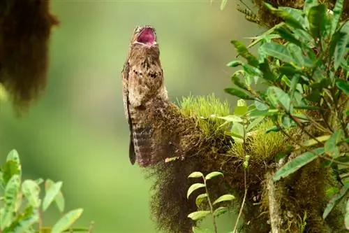 Общий Potoo_Ecuador_01