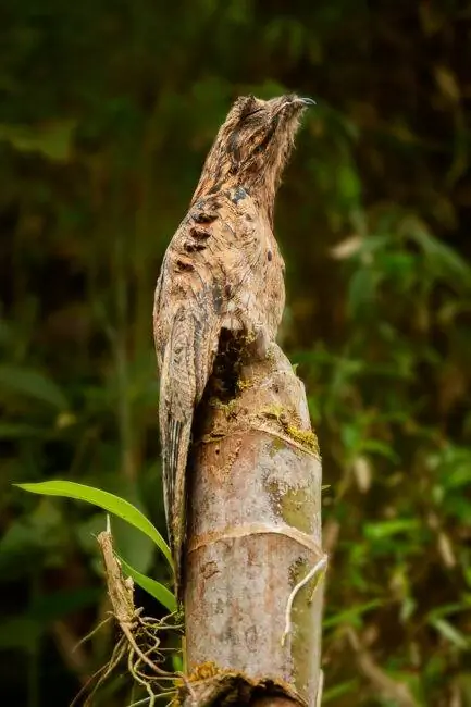 Общий Potoo_Ecuador_02