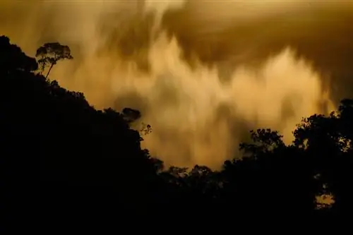 Облачный лес ночью_Эквадор