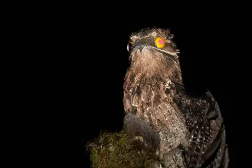 Общий Potoo_Ecuador_03