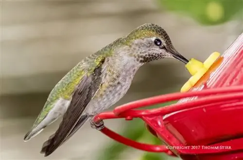 Колибри V3 флэш 2