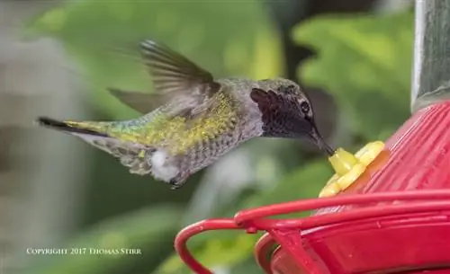 Колибри V3 флэш 4