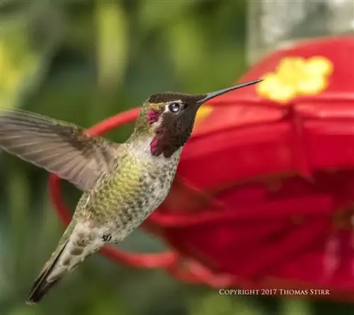 Колибри V3 флэш 5