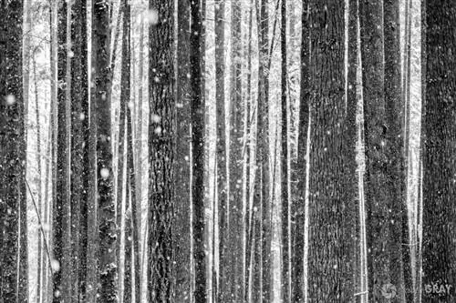 Стволы деревьев