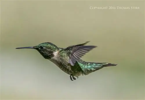 Фотосъемка полёта птиц на Nikon 1 J5