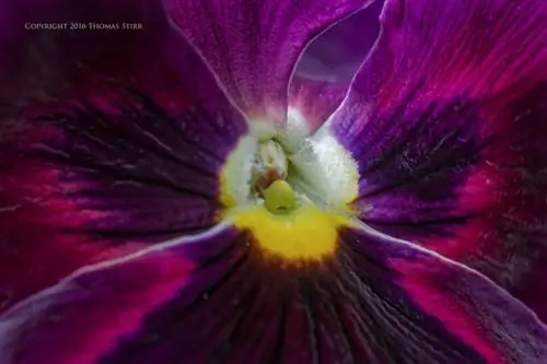 цветы вблизи 1