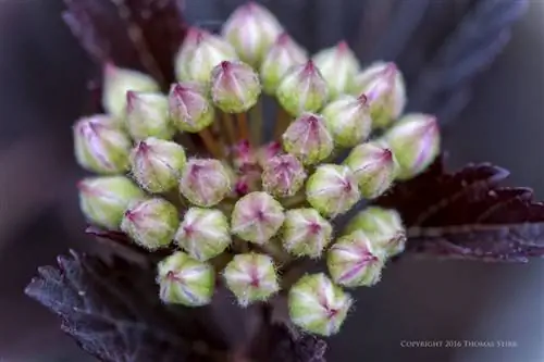 цветы вблизи 10